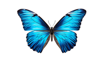 A vibrant blue butterfly gracefully flies through the air