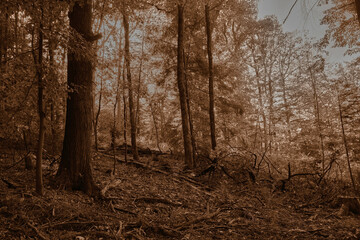 trees on a slope in sepia
