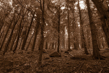 forest in autumn in sepia