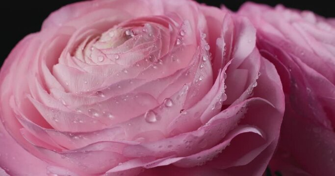 close up of beautiful pink rotating roses with water drops macro on black background. persian buttercup or Ranunculus flowers