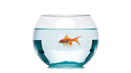 A beautiful goldfish swimming gracefully in a round fish bowl placed against a white background
