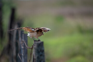 Pájaro Chimango volando desde un poste en alambrado en campo