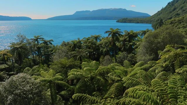 Aerial:  Calm Lake Tarawera and native forest of Punga fern trees, Rotorua, Bay of Plenty, New Zealand.