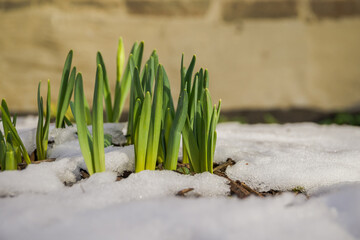 Green sprouts of daffodils growing in the snow.  Spring time concept - melting snow and growing green grass on a sunny day in close-up
