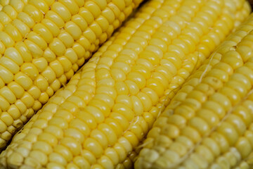 corn texture and background