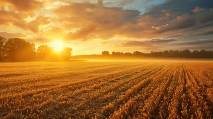 Fotobehang An early morning farmer's field, dew on crops, sunrise casting a golden glow, tranquil and fertile landscape. Resplendent. © Summit Art Creations