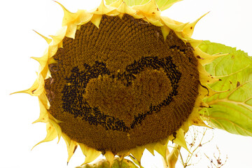 A sunflower flower blooms on a field in a close-up. Heart in a flower.
