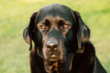 Black labrador retriever on a background of green grass on a sunny day. A pet, an animal.