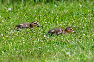 Mallard Ducklings in a Grassy Field