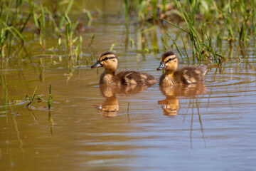Mallard Ducklings Swimming in Shallow Water