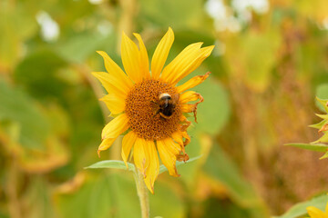 Beautiful sunflower flower blooming in a sunflower field. A bumblebee pollinates a blooming sunflower in a sunflower fieldYellow petals, green stems and leaves. Rural landscapes. Summer time.
