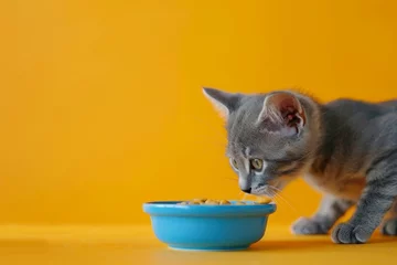 Foto op Aluminium Small gray cat stealing food on yellow background © VolumeThings