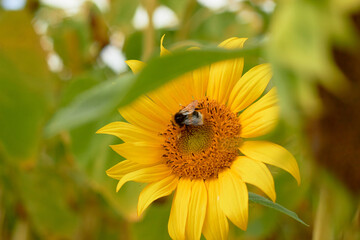 Beautiful sunflower flower blooming in a sunflower field. A bumblebee pollinates a blooming sunflower in a sunflower fieldYellow petals, green stems and leaves. Rural landscapes. Summer time.
