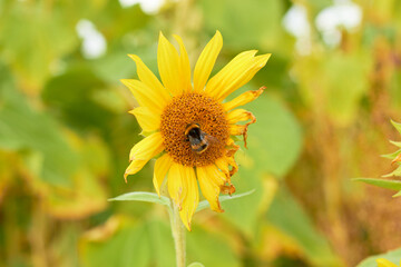 Beautiful sunflower flower blooming in a sunflower field. A bumblebee pollinates a blooming...
