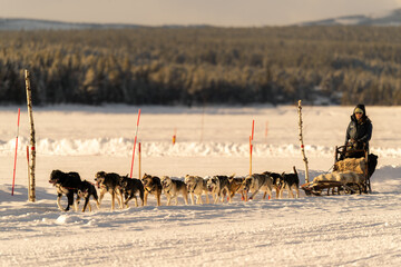 Attelage de chiens de traineaux en mouvement sur la neige en fin de journée en Laponie en Suède