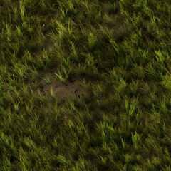 grass on dirt texture from foto