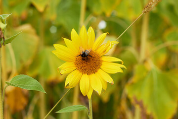 Beautiful sunflower flower blooming in a sunflower field. A bumblebee pollinates a blooming sunflower in a sunflower fieldYellow petals, green stems and leaves. Rural landscapes. Summer time.
