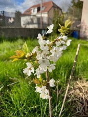 Spring Awakening: Delicate Cherry Blossoms Unfurling in a Suburban Garden
