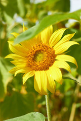 Beautiful sunflower flower blooming in a sunflower field. Yellow petals, green stems and leaves. Organic farm and agricultural product concept.

