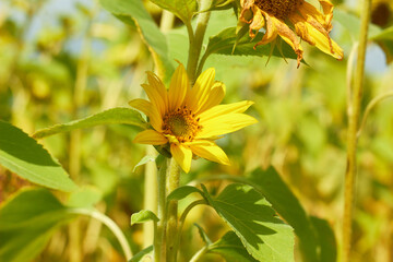 Beautiful sunflower flower blooming in a sunflower field. Yellow petals, green stems and leaves. Organic farm and agricultural product concept.
