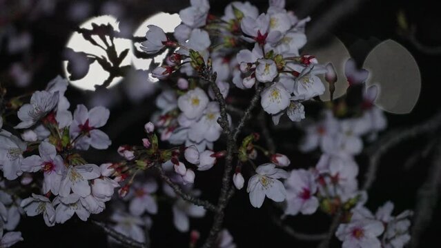 Tokyo, Japan - April 3, 2024:  Cherry blossoms in full bloom at night