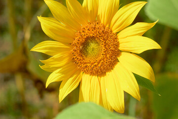 Beautiful sunflower flower blooming in a sunflower field. Yellow petals, green stems and leaves. Organic farm and agricultural product concept.
