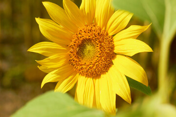 Beautiful sunflower flower blooming in a sunflower field. Yellow petals, green stems and leaves. Organic farm and agricultural product concept.
