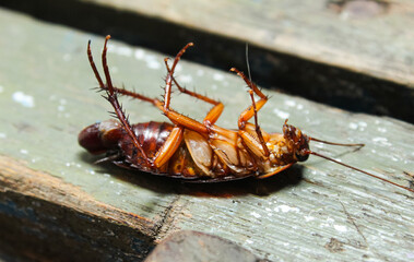 close up of a dead cockroach