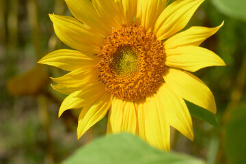 Beautiful sunflower flower blooming in a sunflower field. Yellow petals, green stems and leaves. Organic farm and agricultural product concept.
