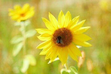 Beautiful sunflower flower blooming in a sunflower field. A bumblebee pollinates a blooming sunflower in a sunflower fieldYellow petals, green stems and leaves. Rural landscapes. Summer time.
