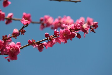 pink plum flower