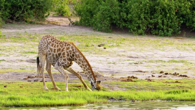 A Northern giraffe drinking from a waterhole at Chobe National Park, Botswana, South Africa