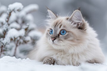 Sapphire Gaze: The Serenity of a Siberian Cat