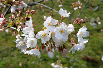 都心散歩　浜離宮恩賜公園　５分咲きの桜
