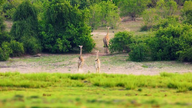 A wide angle view of three Northern Giraffes walking away from camera at Chobe National Park, Botswana, South Africa 