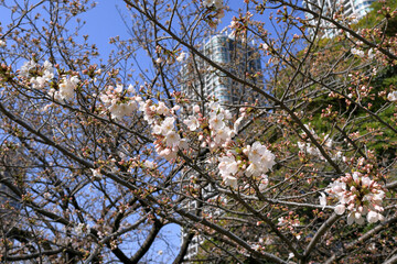 都心散歩　浜離宮恩賜公園　５分咲きの桜