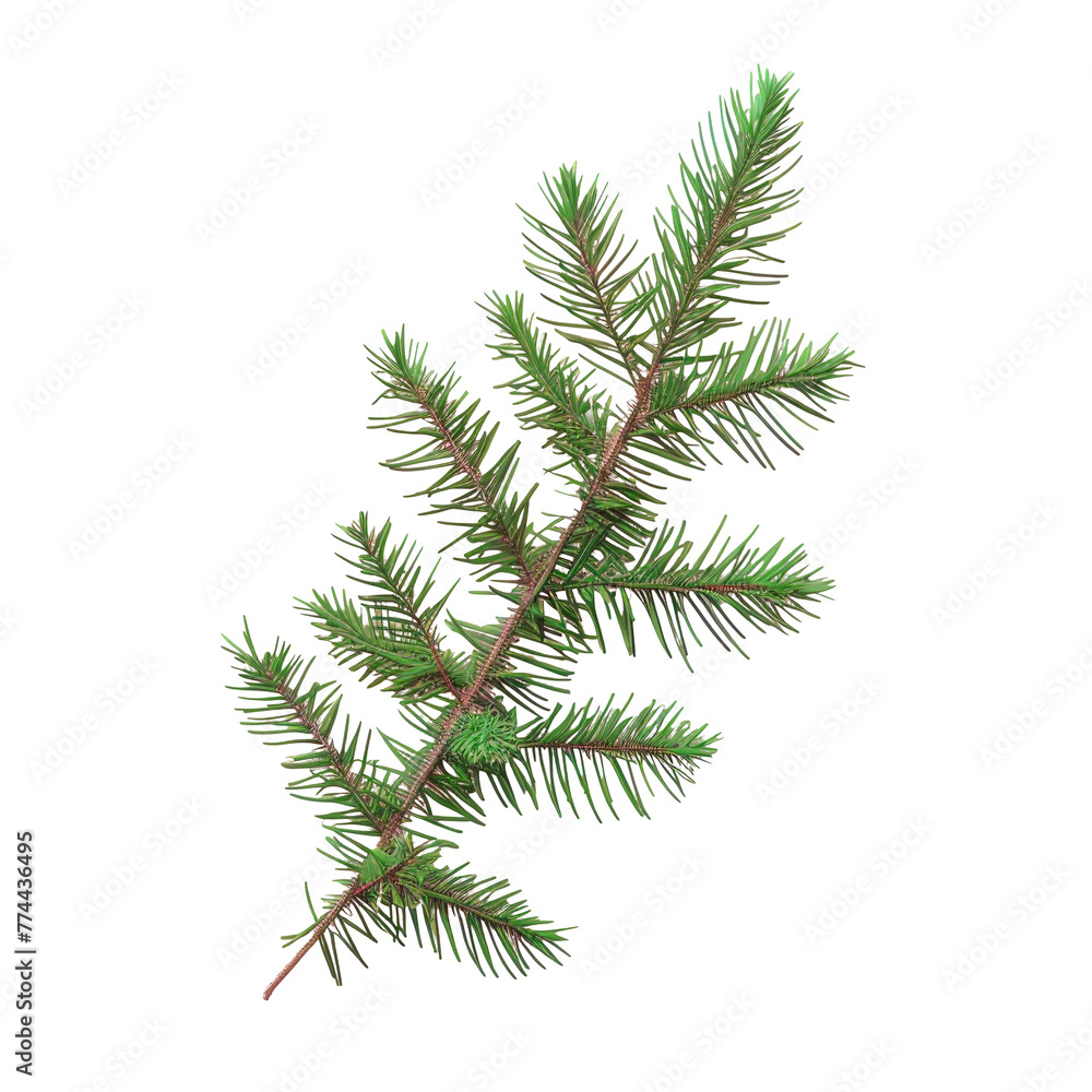 Poster close-up of pine tree branch with transparent background