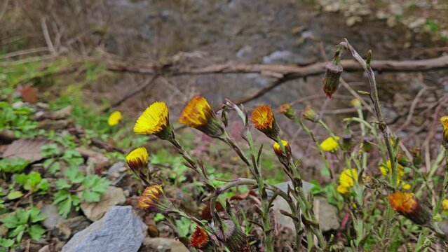 Coltsfoot in natural ambient, blooming (Tussilago farfara) - (4K)