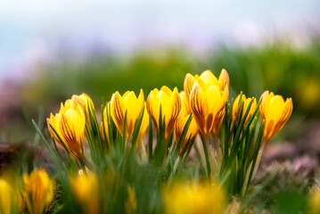 Beautiful tiny blooming yellow crocuses on a flowerbed in a city park in the rays of sunlight. Soft focus. Selective focus. The first spring flowers.