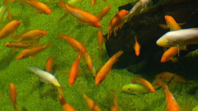 Multi-colored fish in the aquarium, top view. Cichlids with big catfish in the aquarium.