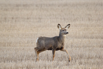 Female mule deer is walking in the yellow spring field.