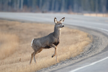 Mule deer is crossing the road in spring close to the forest.
