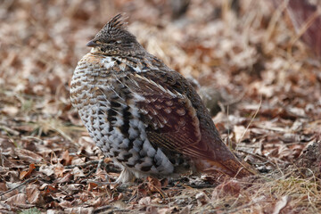 Ruffed grouse is resting in spring wood among trees.