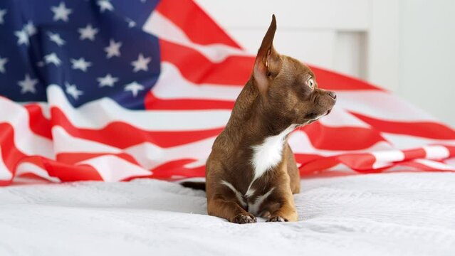 Portrait of a brown dog against the background of the American flag. Puppy with a flag. A trained purebred Chihuahua dog looks at the camera. training and education of pets
