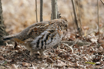 Ruffed grouse is foraging in dry grass of spring forest.