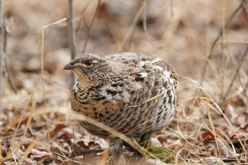 Alerted Ruffed grouse is foraging in grass of spring forest.