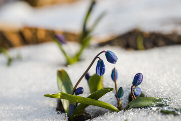 Blue scilla flower in the melting snow. First spring flowers. Early spring. Nature backgrounds. selected focus. New life	