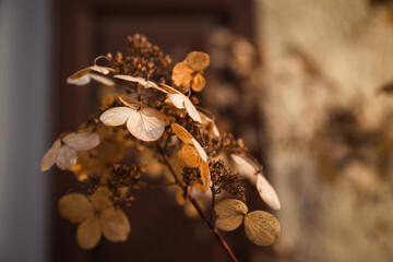 Dried hydrangea flowers on blurred background. Selective focus. Nature brown soft background. selected focus.  Floral texture. Close up