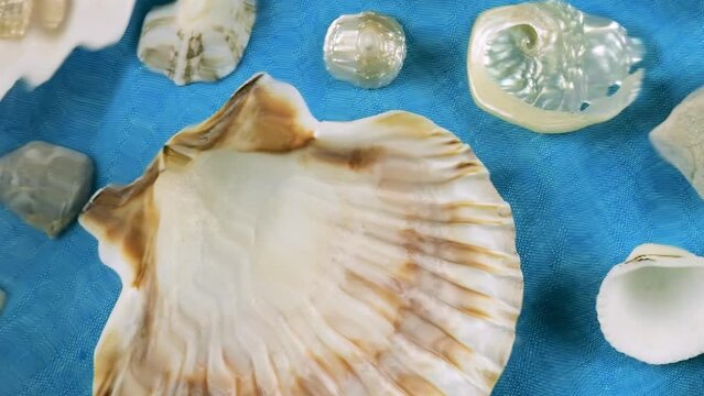 Imitation of the seabed. Oyster and scallop shells, sea pebbles on a blue background underwater. Ripples on the surface of clear water.