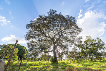 Fototapeta na wymiar árvore no distrito de Conselheiro Mata, na cidade de Diamantina, Estado de Minas Gerais, Brasil